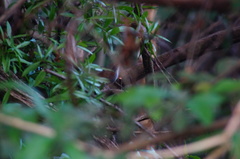 Thryophilus pleurostictus