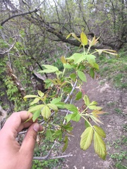 Acer negundo