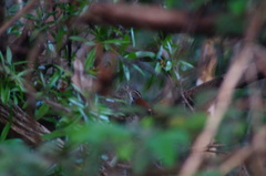 Thryophilus pleurostictus