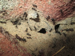 Anoplolepis steingroeveri