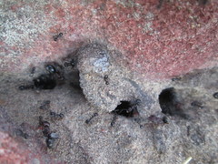 Anoplolepis steingroeveri