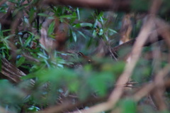 Thryophilus pleurostictus