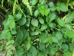Boehmeria pilosiuscula