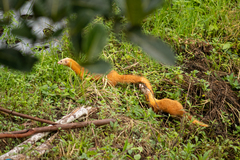 Mustela nudipes