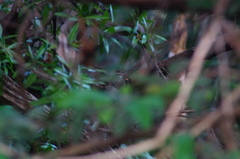 Thryophilus pleurostictus