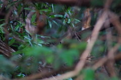 Thryophilus pleurostictus