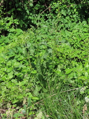 Silphium terebinthinaceum