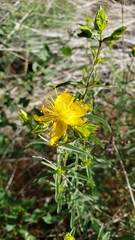 Hypericum concinnum