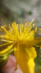 Hypericum concinnum