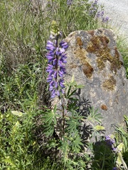 Lupinus rivularis