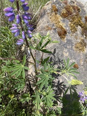 Lupinus rivularis