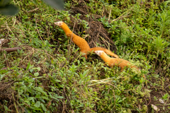 Mustela nudipes