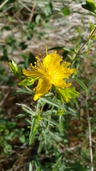 Hypericum concinnum
