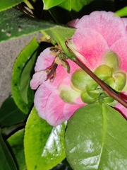 Camellia