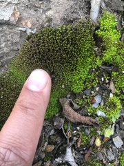 Bryopsida
