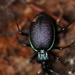 Margined Snail-eating Beetle - Photo (c) Leah Ramsay, some rights reserved (CC BY-NC), uploaded by Leah Ramsay