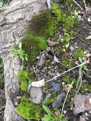 Bryopsida