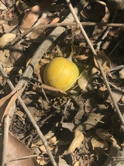 Cucurbita foetidissima