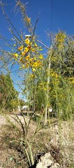 Parkinsonia aculeata