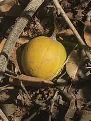 Cucurbita foetidissima