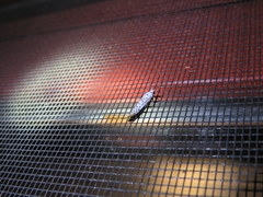 Yponomeuta multipunctella