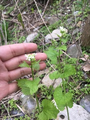 Alliaria petiolata