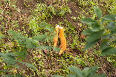 Mustela nudipes