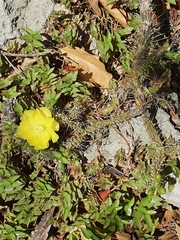 Opuntia taylorii