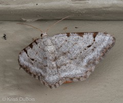 Digrammia denticulata