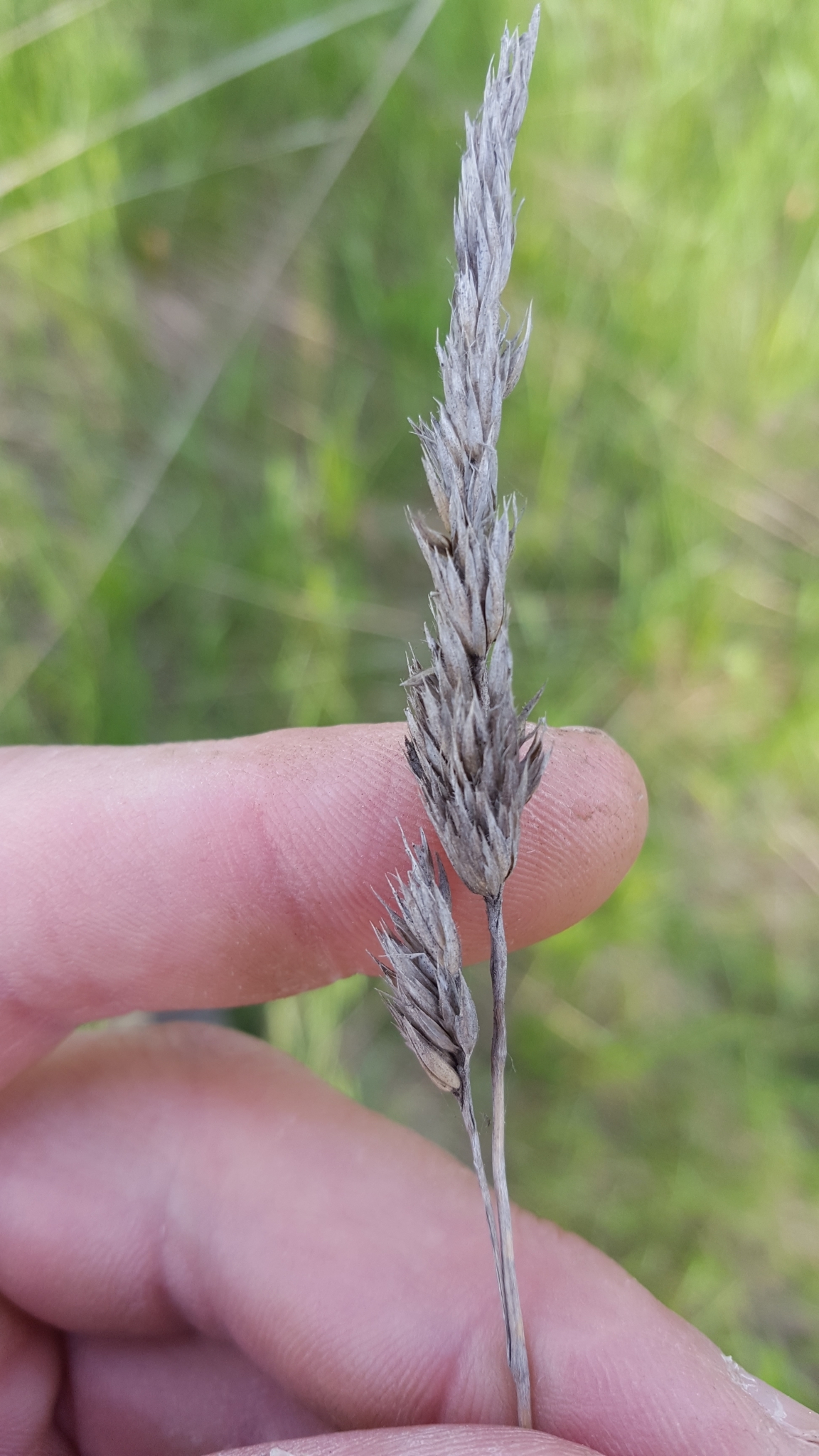 (c) François Rousseu, certains droits réservés (CC BY-NC) https://www.inaturalist.org/observations/78181150
