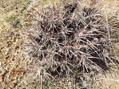 Oxytropis tragacanthoides