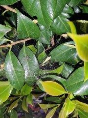Araneomorphae