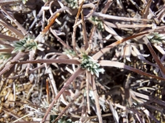 Oxytropis tragacanthoides