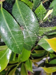 Araneae