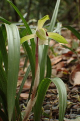 Cymbidium goeringii