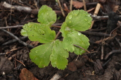 Thalictrum triternatum