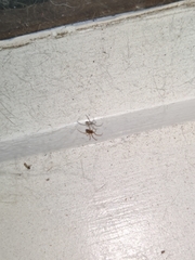 Araneae