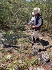 Opuntia taylorii