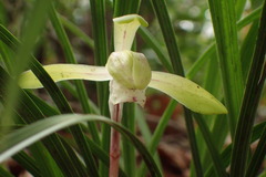 Cymbidium goeringii