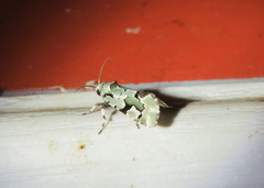 Emarginea percara