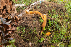 Mustela nudipes