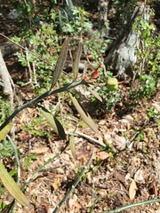 Euphorbia tithymaloides