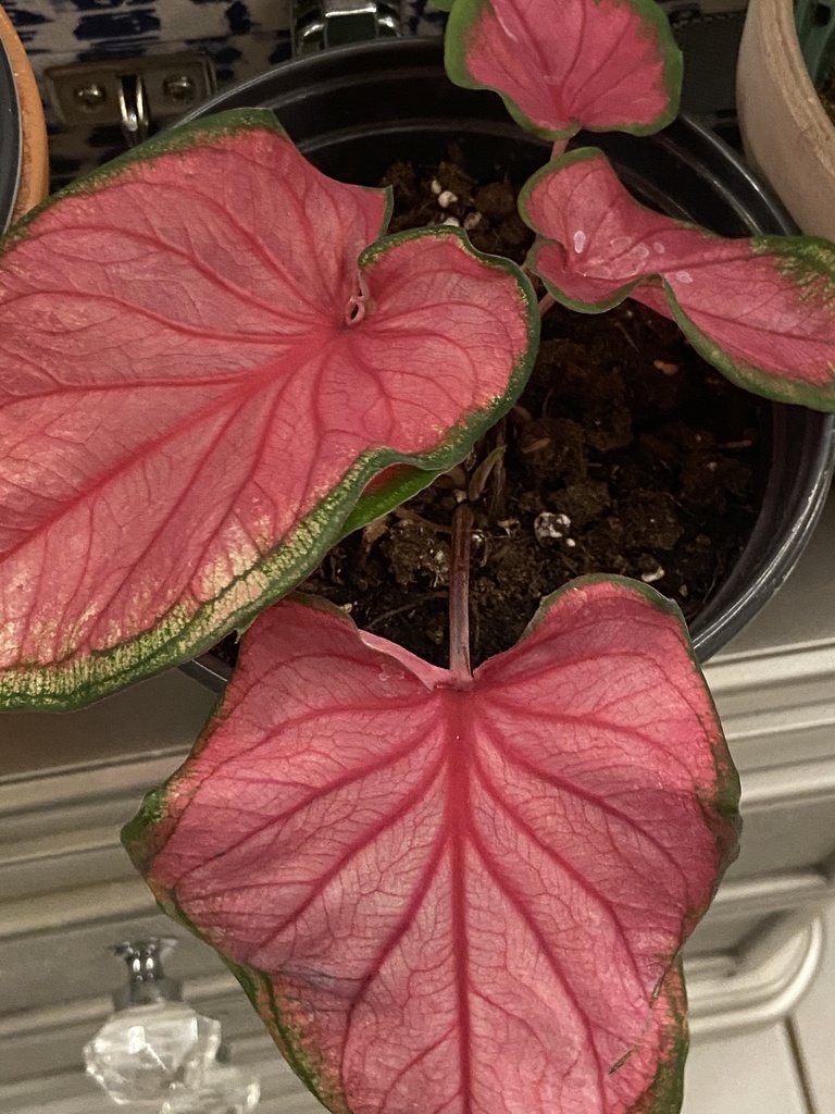 Caladium plants growing
