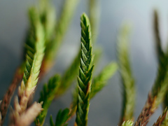 Selaginella wallacei
