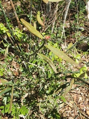 Euphorbia tithymaloides