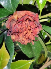 Camellia