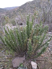 Baccharis grisebachii