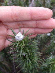 Baccharis grisebachii