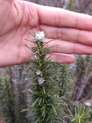 Baccharis grisebachii