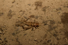 Gryllodes sigillatus